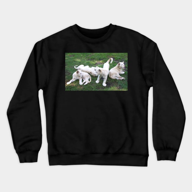 White Lion Cubs Playing Crewneck Sweatshirt by Carole-Anne